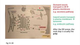 Protein transport—vesicle transport overview [upl. by Pierre]