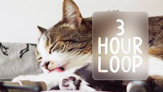 🎧 ASMR Cats Grooming 89 3 hour loop [upl. by Koval]