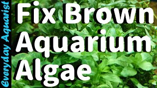 Why New Aquariums Go BROWN  Fixing Brown Diatom ALGAE [upl. by Dyob]