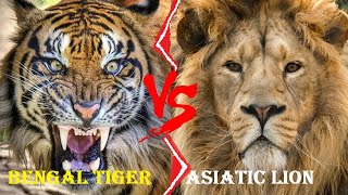 Asiatic Lion VS Bengal Tiger  Asiatic Lion VS Bengal Tiger Who Would Win [upl. by Lynett]