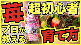 【家庭菜園のイチゴ】家庭菜園超初心者でも自宅で無限に苺を収穫できる超簡単ないちごの育て方【絶対に失敗しないコツ】 [upl. by Dorion699]